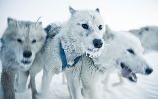 Greenlandic sledge dogs