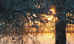 Sun Filtering Through Snowy Branches