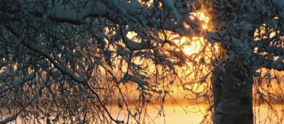 Sun Filtering Through Snowy Branches