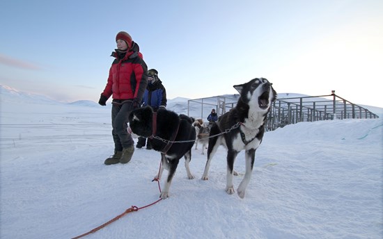 Dogsledding in Alta  PHOTO: Tommy Hansen