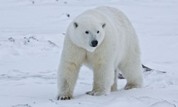 900px-Polar_Bear