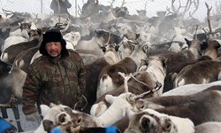 nenets reindeer herders official site 