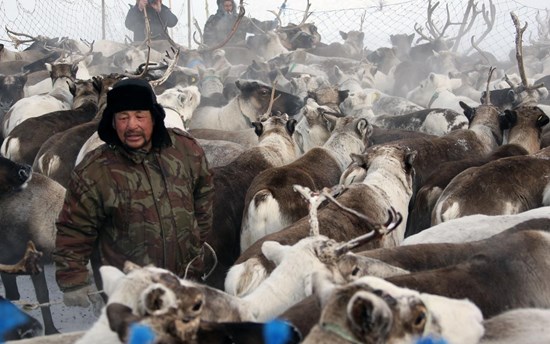 nenets reindeer herders official site 