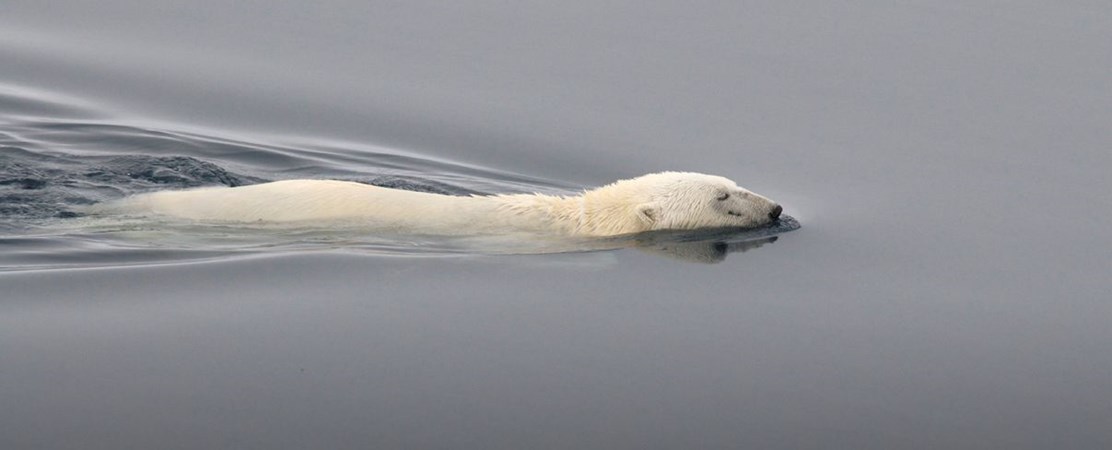Polar Bear (Ursus maritimus) swimming, in between pack ice North of Svalbard  PHOTO: Peter Prokosch 