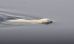 Polar Bear (Ursus maritimus) swimming, in between pack ice North of Svalbard