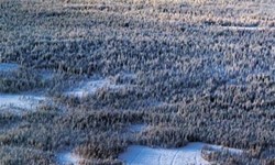 Taiga Landscape near Rovaniemi, Finland 