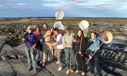 arctic and boreal entomology group