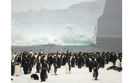 penguin_colony_IPF
