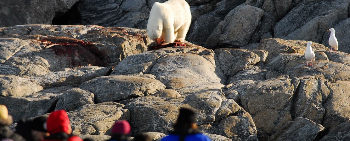 Polar Bear Ursus Maritimus Svalbard  PHOTO: Peter Prokosch