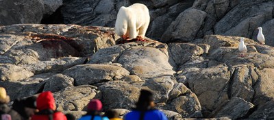 Polar Bear Ursus Maritimus Svalbard  PHOTO: Peter Prokosch