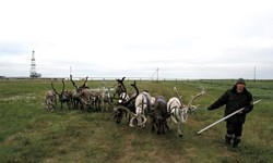 Nenets reindeer herders  PHOTO: Bruce Forbes