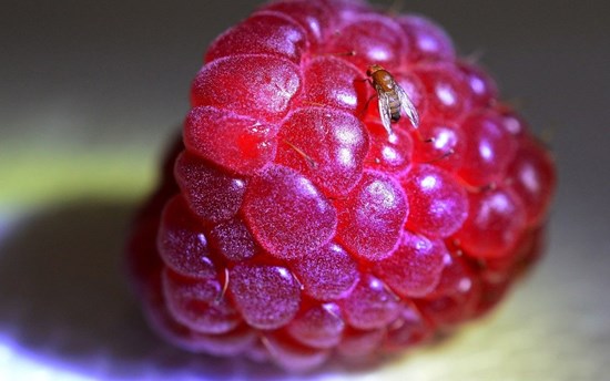 Invasive pest threat to the North: spotted wing Drosophila (Drosophila suzukii), threat to Nordic berry yields, both cultivated and wild.  PHOTO: Kathy Keatley Garvey, UC Davis, USA 