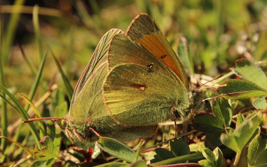 Northern clouded yellow Colias hecla  PHOTO: Rikke R. Hansen