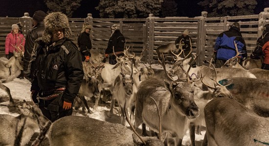 Reindeer Roundup 3.jpg