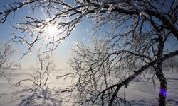 Sun through frosty branches