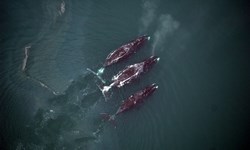 Among Alaska’s marine mammals, bowheads are the most vulnerable to increased shipping traffic in the Arctic, a new study concluded.  PHOTO: Cynthia Christman, National Marine Fisheries Service