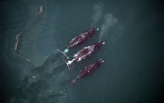 Among Alaska’s marine mammals, bowheads are the most vulnerable to increased shipping traffic in the Arctic, a new study concluded.  PHOTO: Cynthia Christman, National Marine Fisheries Service