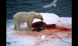 A polar bear eats a seal. Toxic chemicals can bio-accumulate in the fat of seals, contaminating the bears which eat them  PHOTO: A polar bear eats a seal. Toxic chemicals can bio-accumulate in the fat of seals, contaminating the bears which eat them. Thomas Nilsen / The Independent Barents Observer