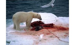 A polar bear eats a seal. Toxic chemicals can bio-accumulate in the fat of seals, contaminating the bears which eat them
