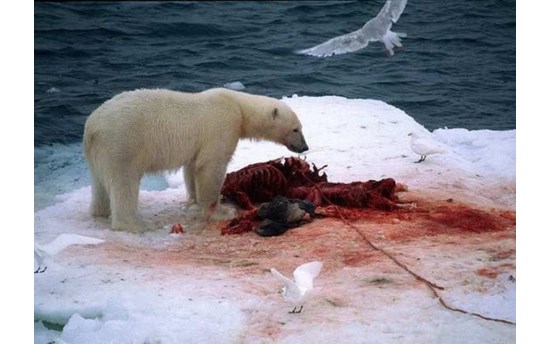 A polar bear eats a seal. Toxic chemicals can bio-accumulate in the fat of seals, contaminating the bears which eat them  PHOTO: A polar bear eats a seal. Toxic chemicals can bio-accumulate in the fat of seals, contaminating the bears which eat them. Thomas Nilsen / The Independent Barents Observer