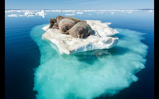 ICE Law_walrus-ice.jpg  PHOTO: Paul Souders/Corbis