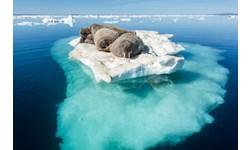 ICE Law_walrus-ice.jpg  PHOTO: Paul Souders/Corbis