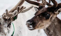 Portrait Of Norwegian Reindeer 9USKM6B