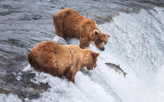 Grizzly Bears Fishing For Salmon PK2ZNLJ