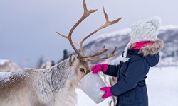 Little Girl Feeding Reindeer In Winter GV3WZ5D