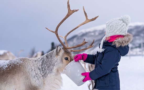 Little Girl Feeding Reindeer In Winter GV3WZ5D