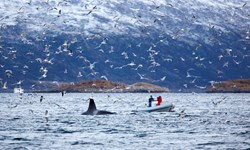 Whale Safari On Rib Boat In The Arctic PUB5H7Y