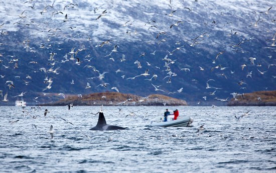 Whale Safari On Rib Boat In The Arctic PUB5H7Y