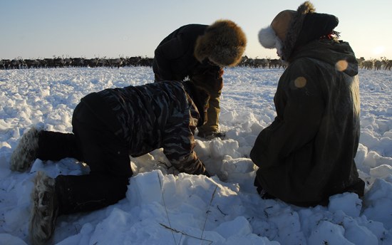 Reindeer pasture analysis in Cherski, Republic of Sakha Yakutia, Russia