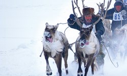 Shared Voices 2020 Key Challenge Of Arctic Herders’ Livelihoods And Cultures