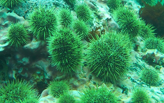 Green sea urchins  PHOTO:  UAF College of Fisheries and Ocean Sciences
