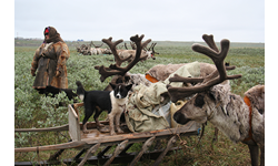 Reindeer herding in Yamal Peninsula. Photo: Bruce Forbes.  PHOTO: Bruce Forbes