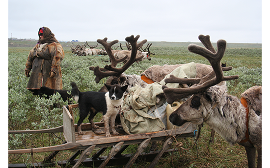 Reindeer herding in Yamal Peninsula. Photo: Bruce Forbes.  PHOTO: Bruce Forbes