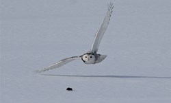 Snowy Owl  PHOTO: Lauri Lajunen
