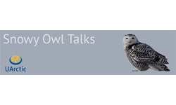 Snowy Owl Banner