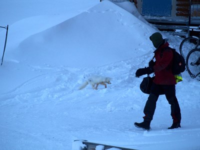 Kristen Peck / winter in Svalbard