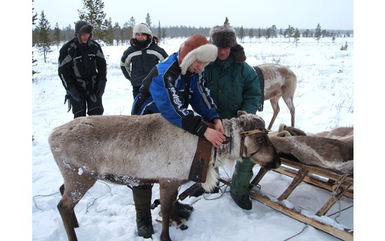 Professional practice тАФ harnessing a reindeer
