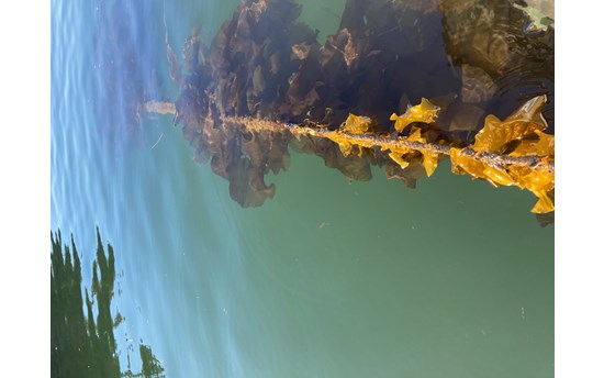 Sugar Kelp Grows At An Experimental Farm Near Juneau  PHOTO: Schery Umanzor