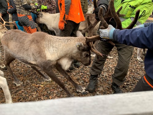 A reindeer at a roundup in Northern Finland.
