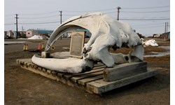 Bowhead Whale Skull In Utqiagvik (Travelingotter Via Creativecommons)