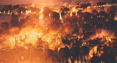 The Vájságat reindeer herd, Sirges reindeer herding community, gathered close to Kutjaure, nov.19. PHOTO: Carl-Johan Utsi