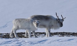 Svalbard reindeer female and calf  PHOTO: Eric Ropstand