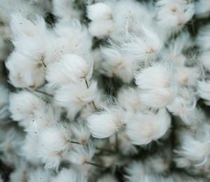 Cotton Grass At Peninsula Point, Beaufort Coast, Northwest Territories  PHOTO: Weronika Murray