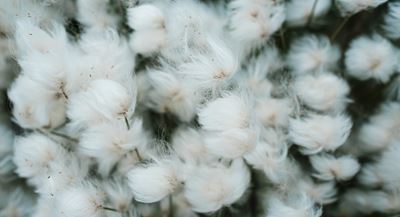 Cotton Grass At Peninsula Point, Beaufort Coast, Northwest Territories PHOTO: Weronika Murray
