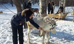 Tamara's first interaction with a draught reindeer in Oulu, Finland  PHOTO: Daryn Hiltunen